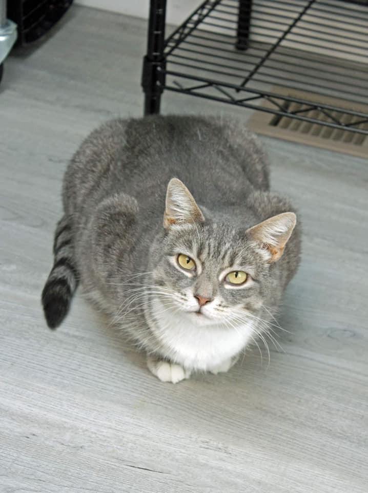Enlarge Squeaker, a Adoptable Domestic Short Hair in Harpers Ferry, WV image 3/4