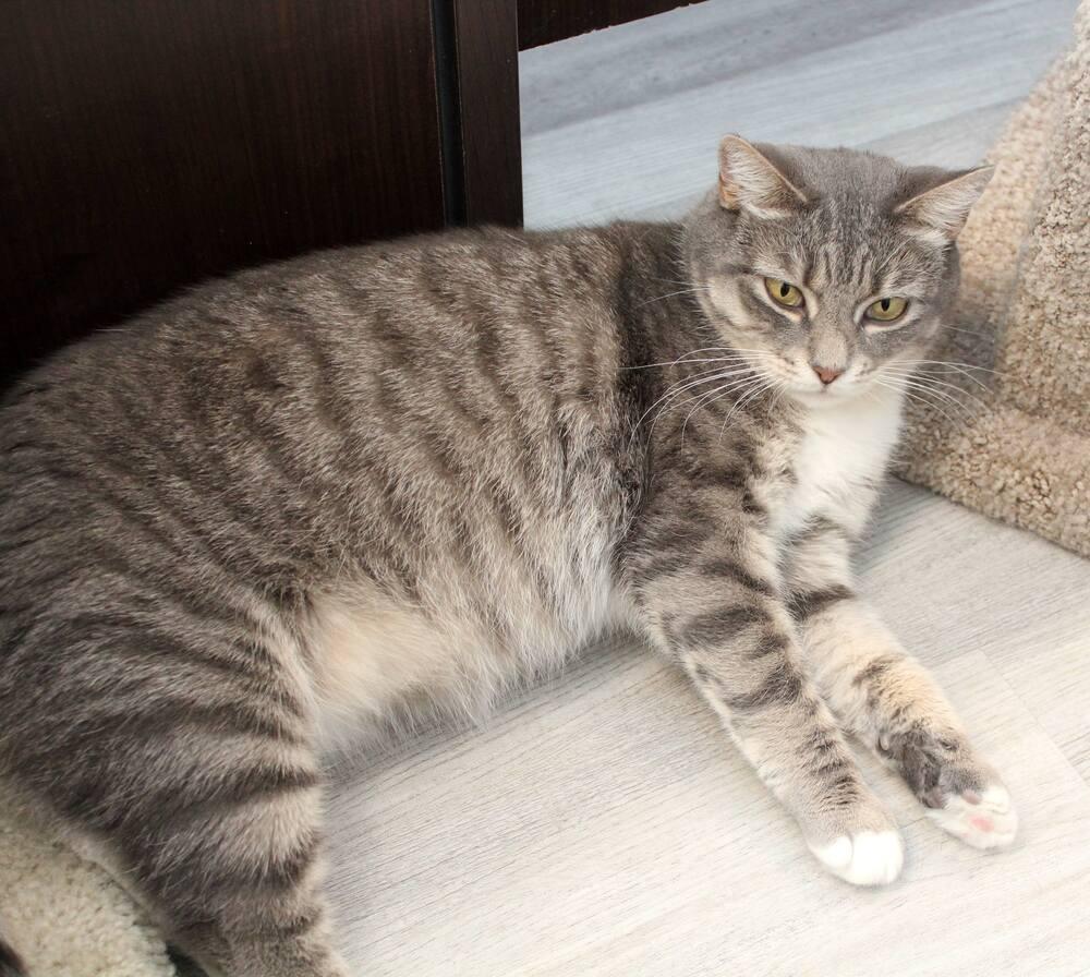 Enlarge Squeaker, a Adoptable Domestic Short Hair in Harpers Ferry, WV image 4/4