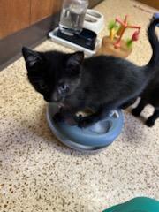 Enlarge Tia, an adopted Domestic Medium Hair in Oklahoma City, OK image 3/3