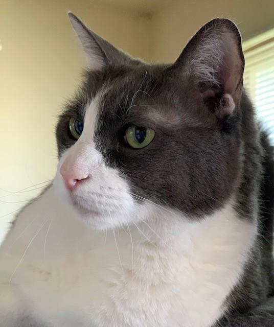 Gable, a Adoptable mixed breed in Mission Hills, CA image 2/6