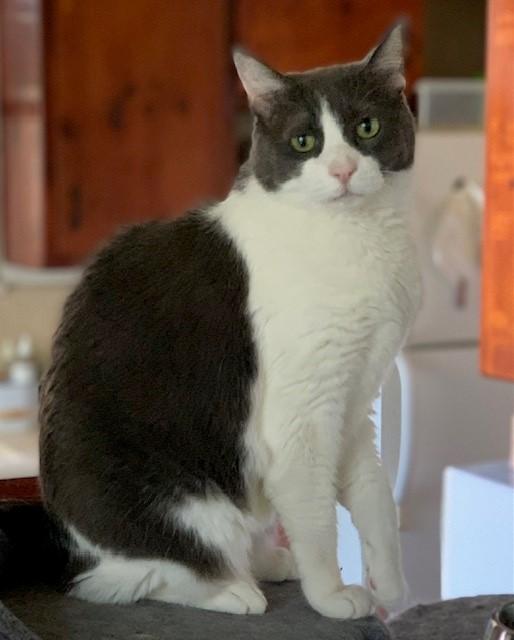 Gable, a Adoptable mixed breed in Mission Hills, CA image 3/6