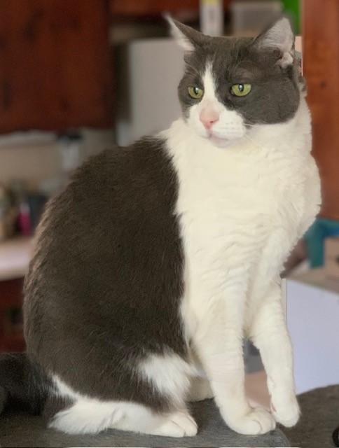 Gable, a Adoptable mixed breed in Mission Hills, CA image 4/6