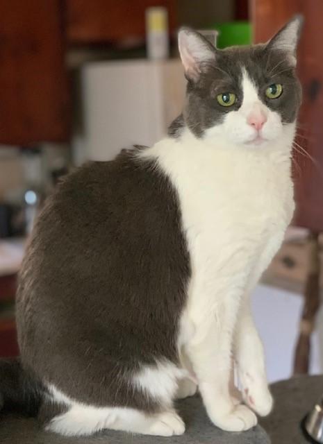 Gable, a Adoptable mixed breed in Mission Hills, CA image 5/6