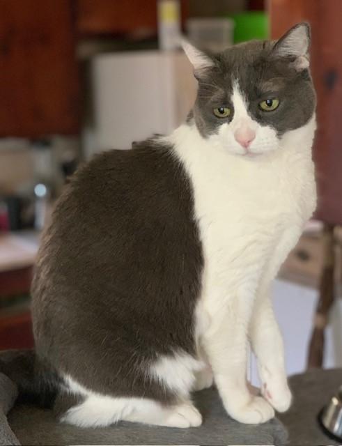 Gable, a Adoptable mixed breed in Mission Hills, CA image 6/6