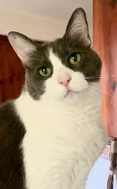 Gable, a Adoptable mixed breed in Mission Hills, CA image 1/6