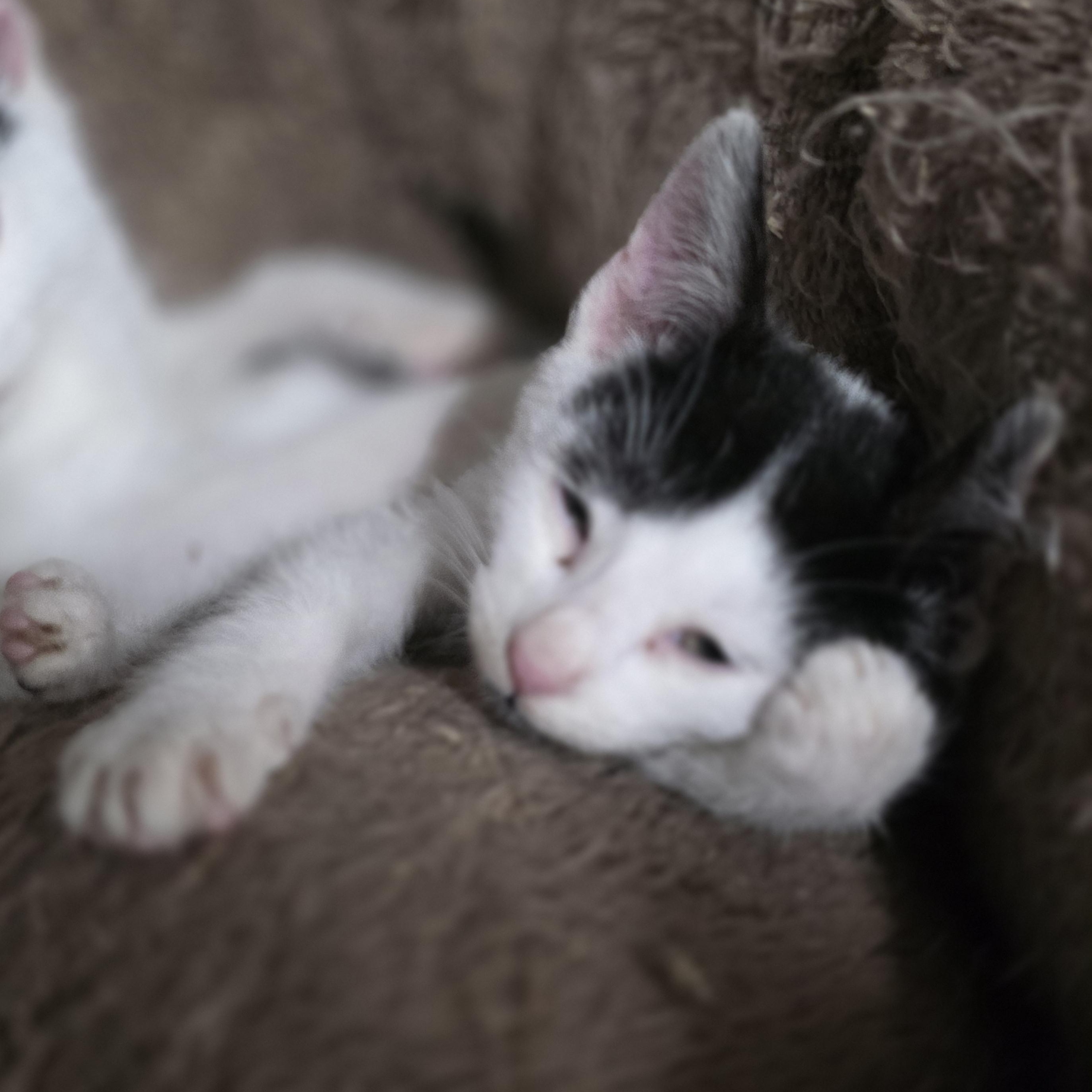 Enlarge Nymphos, a Adoptable mixed breed in Mastic beach, NY image 2/3