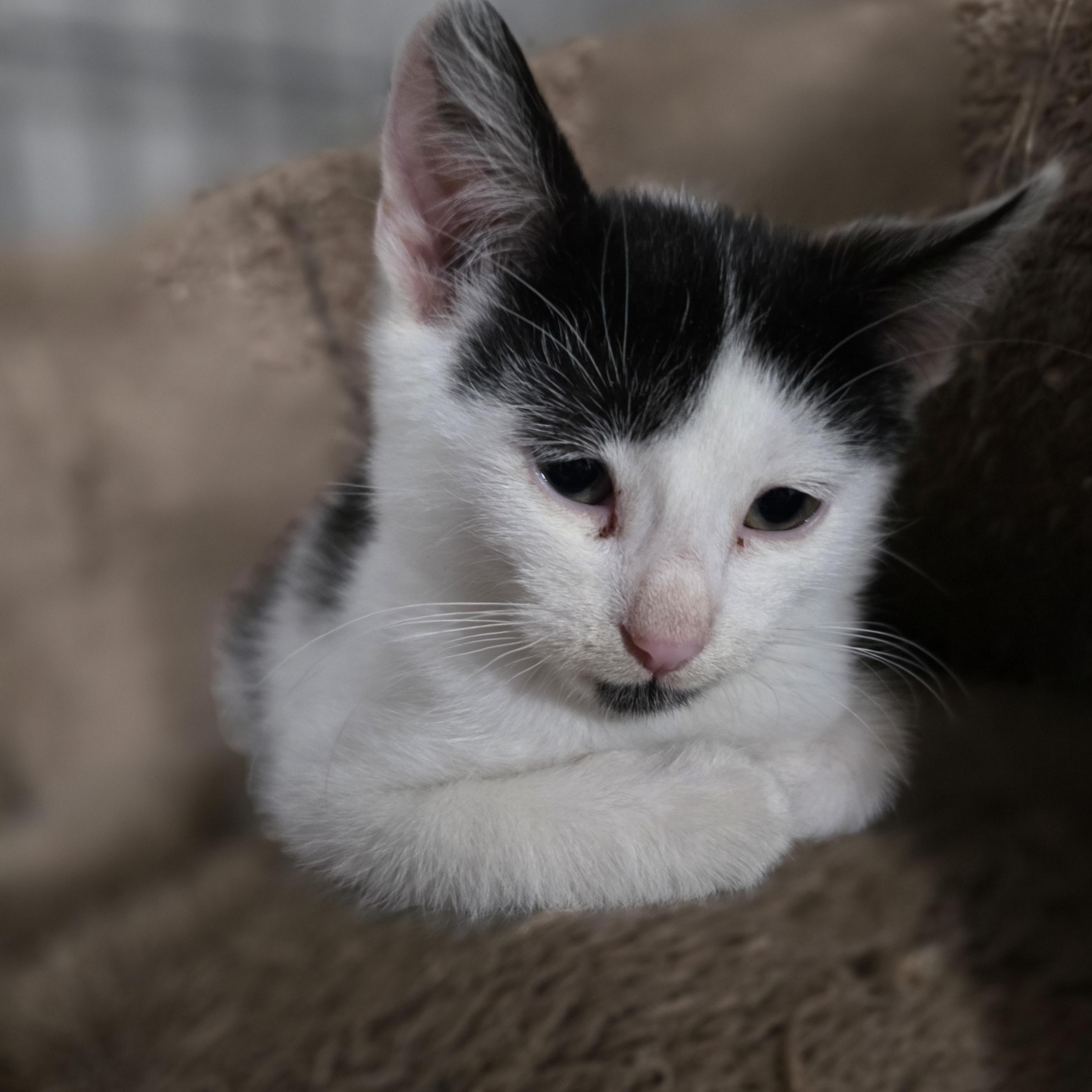 Enlarge Nymphos, a Adoptable mixed breed in Mastic beach, NY image 3/3