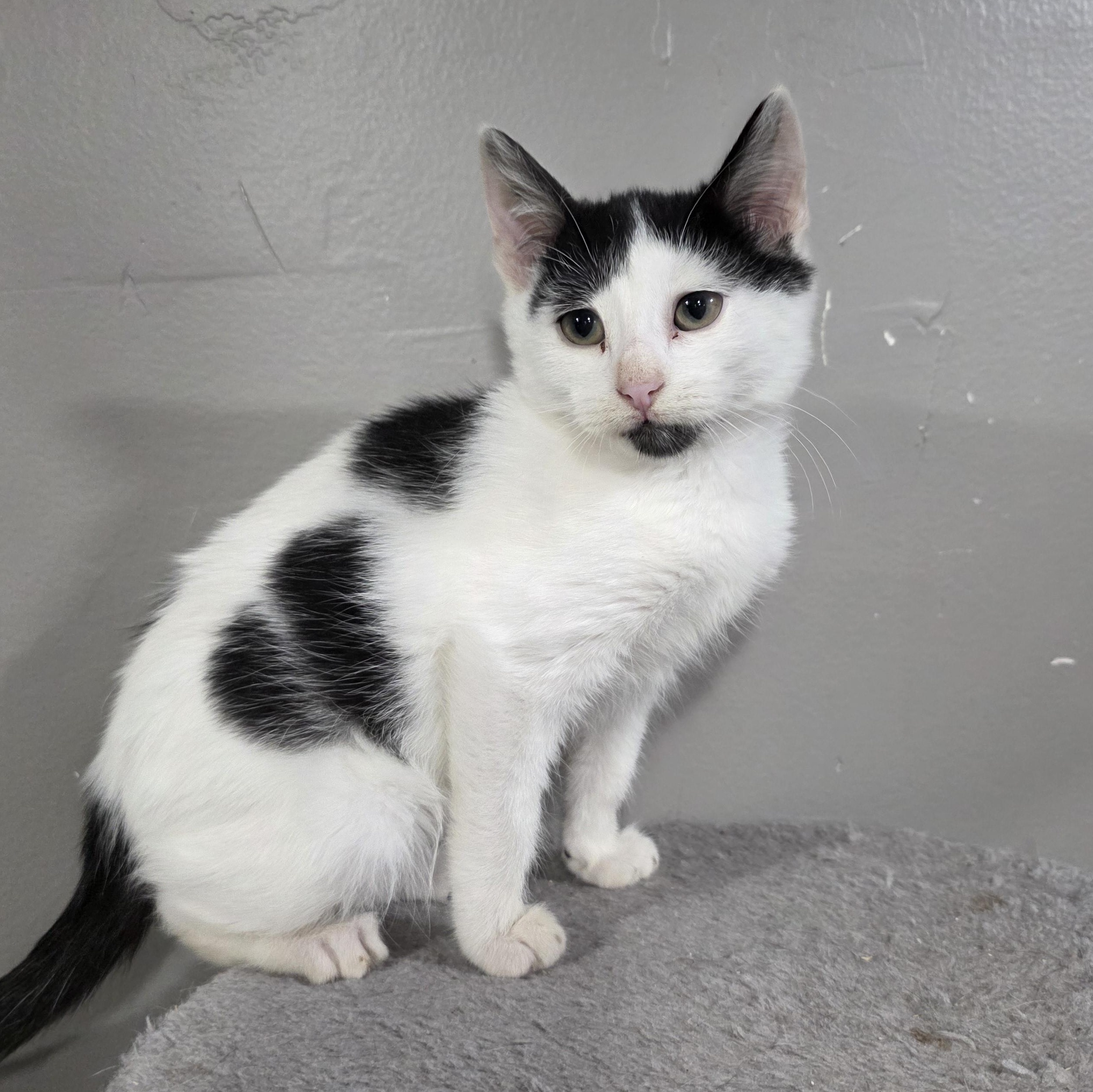 Enlarge Nymphos, a Adoptable mixed breed in Mastic beach, NY image 1/3