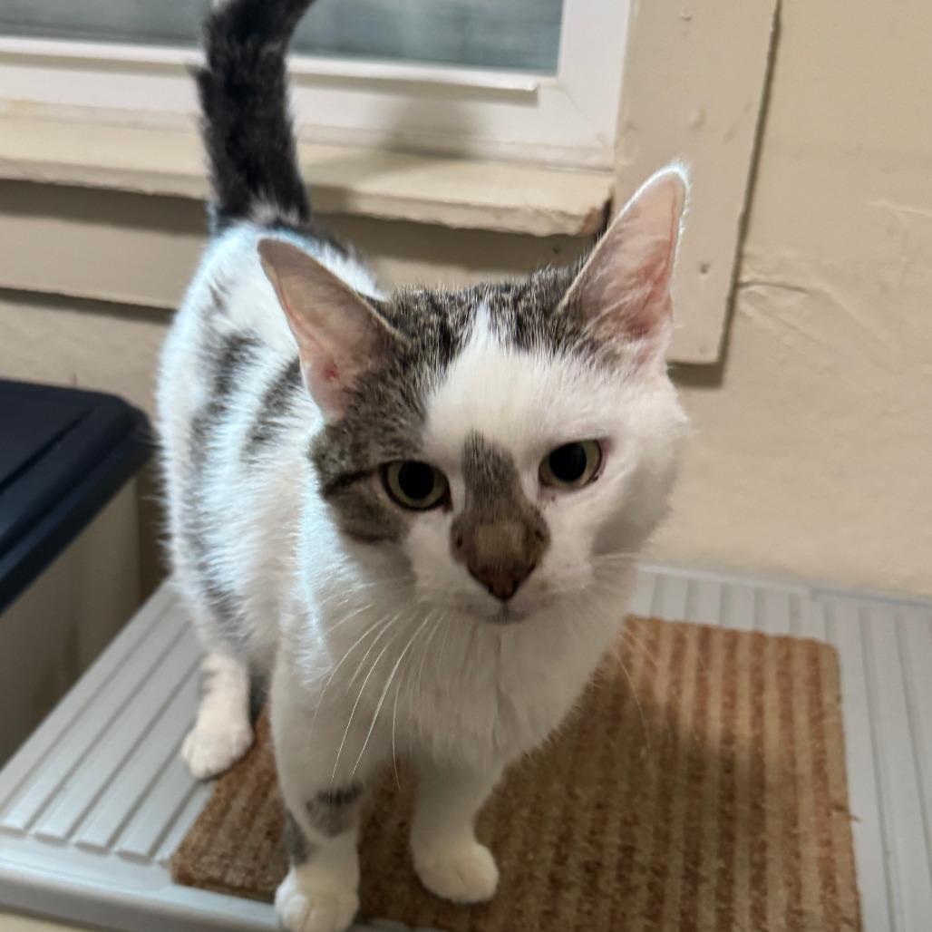 Endora, Adoptable, Young Female Domestic Short Hair.