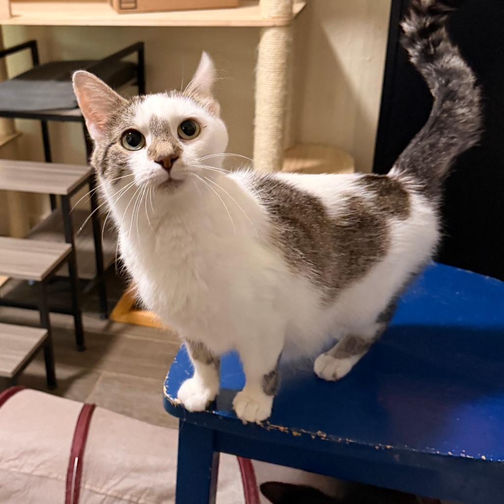 Enlarge Endora, a Adoptable Domestic Short Hair in Richland, MI image 2/3