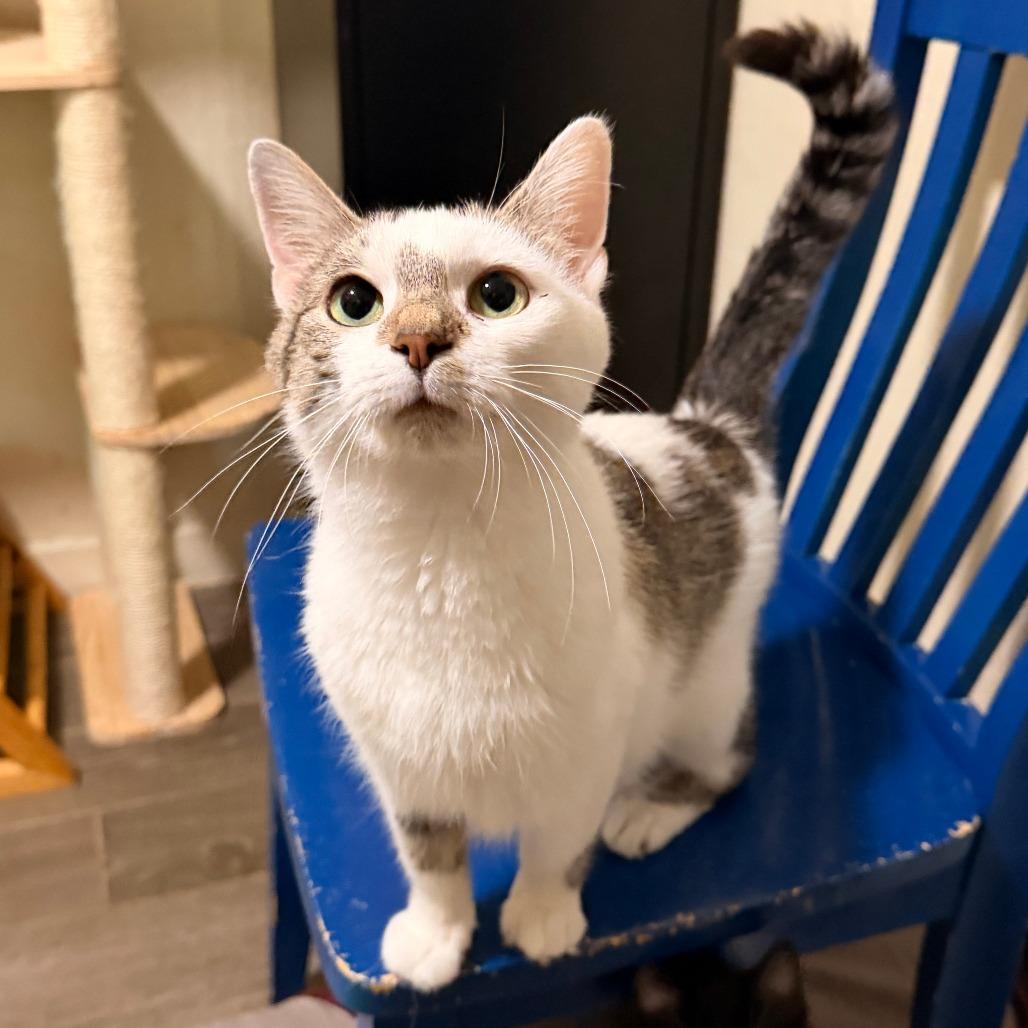 Enlarge Endora, a Adoptable Domestic Short Hair in Richland, MI image 3/3