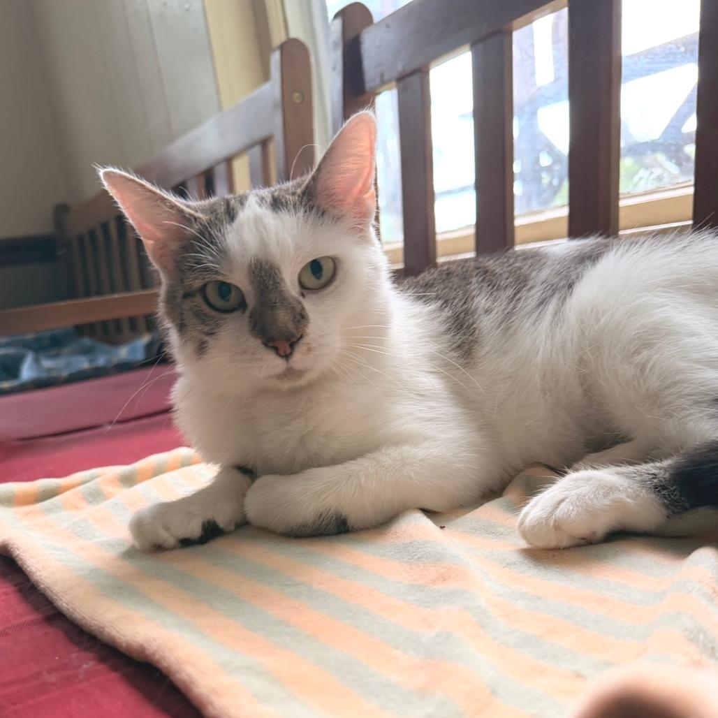 Enlarge Endora, a Adoptable Domestic Short Hair in Richland, MI image 3/4