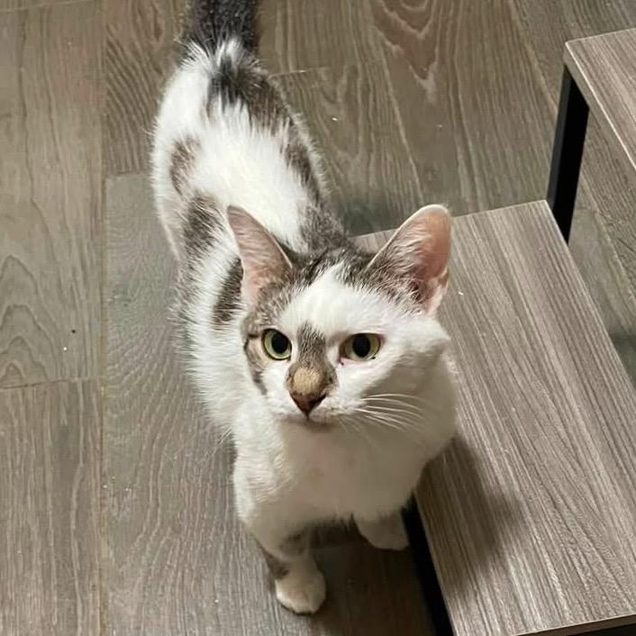 Enlarge Endora, a Adoptable Domestic Short Hair in Richland, MI image 4/4