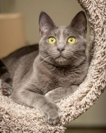 Enlarge Ship, a ADOPTABLE Domestic Short Hair in Grass Valley, CA image 1/2