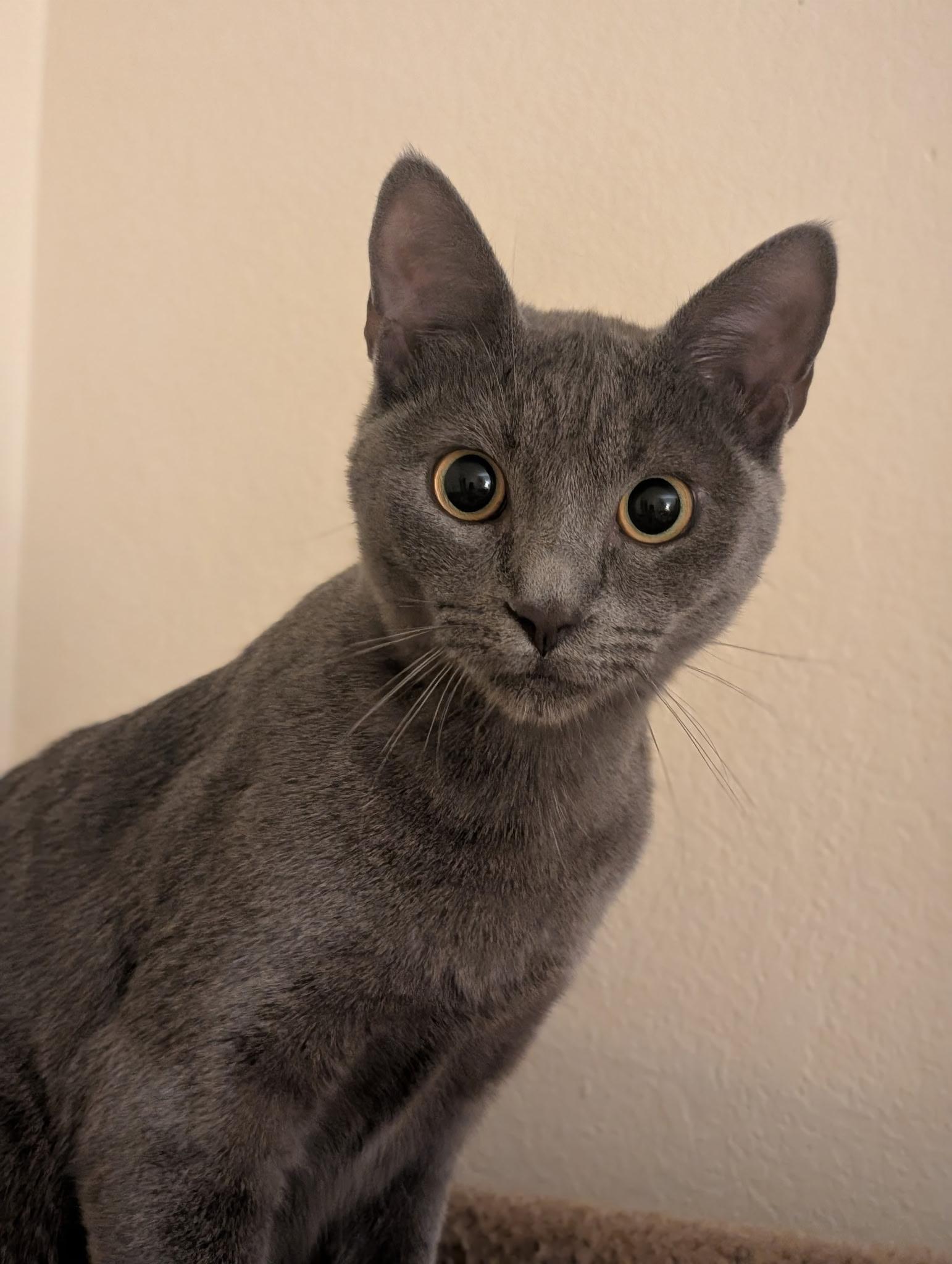 Enlarge Ship, a ADOPTABLE Domestic Short Hair in Grass Valley, CA image 2/2