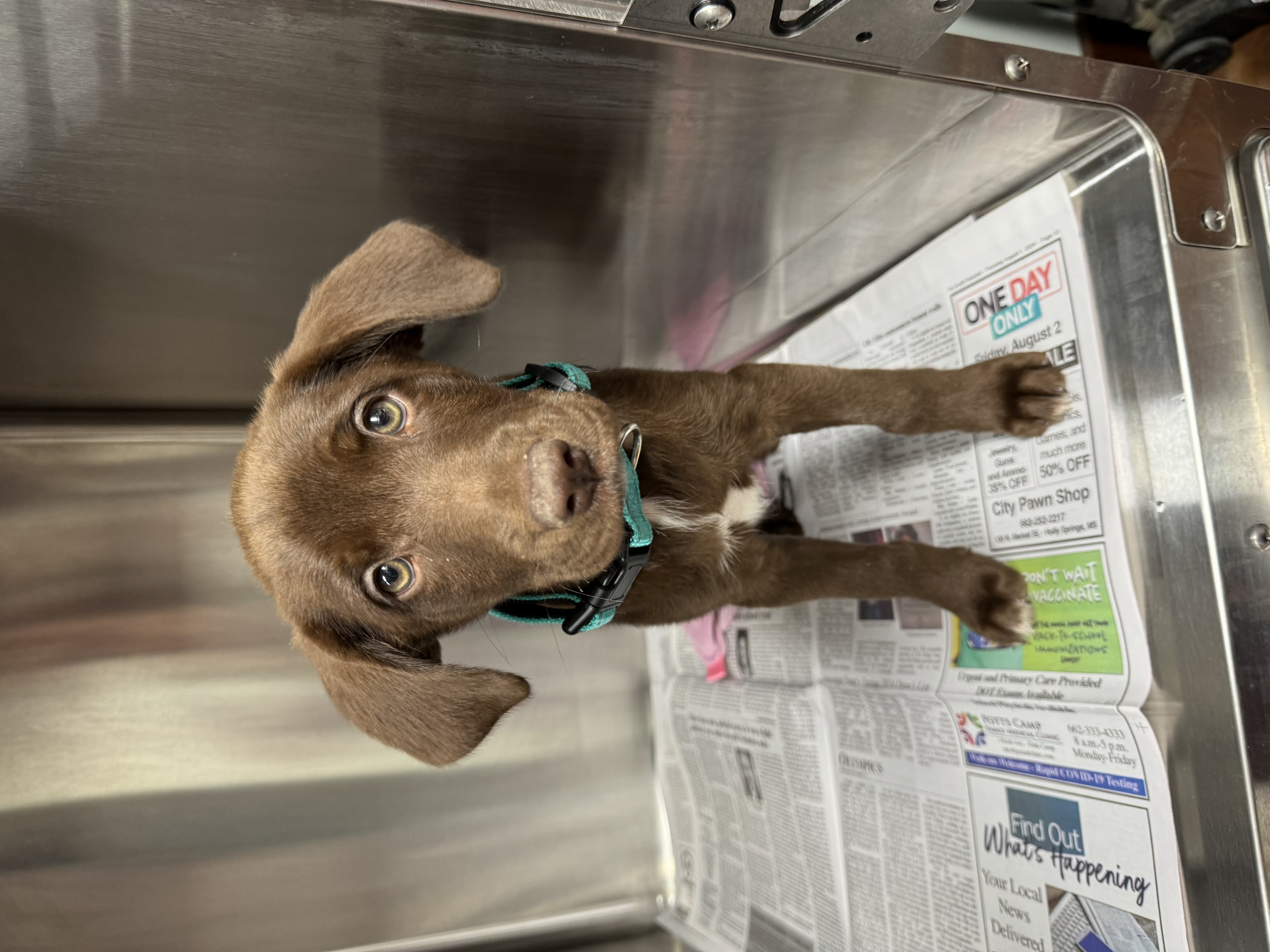 Enlarge S’mores, a Adoptable Chocolate Labrador Retriever in Evergreen, CO image 1/1