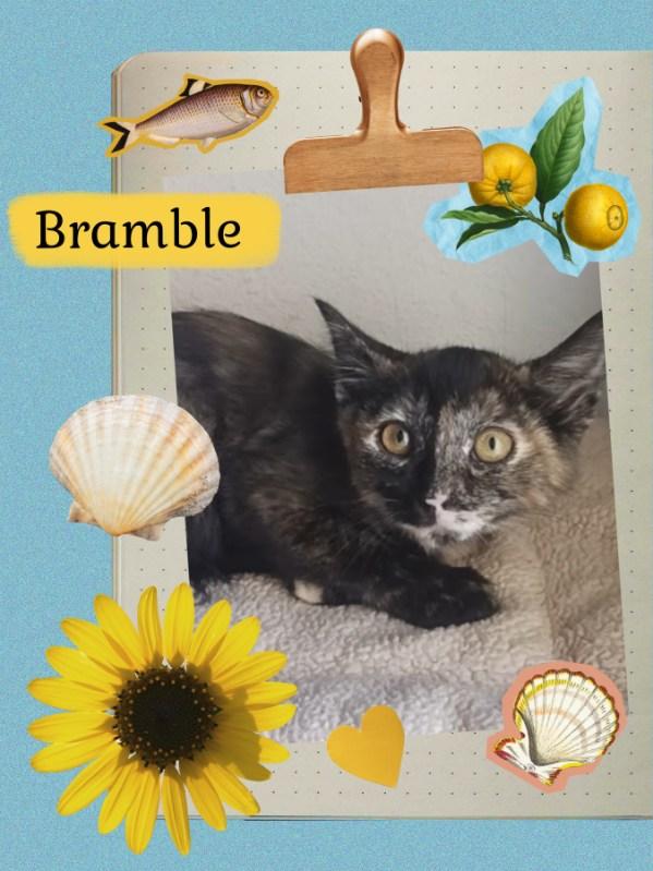 Enlarge Bramble, an adopted Tortoiseshell in Pasco, WA image 1/1