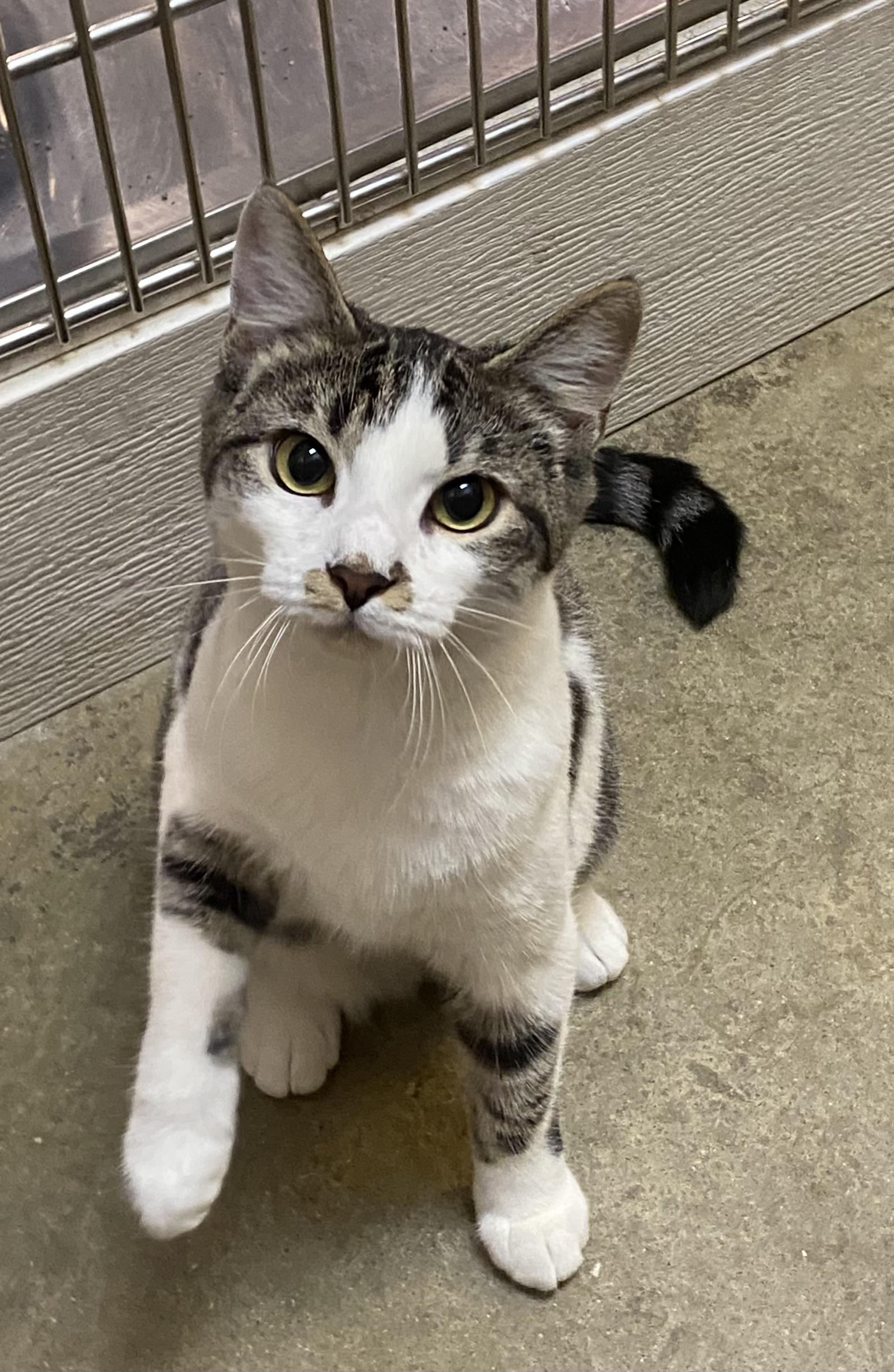 Effie, adoptable, Kitten Female Domestic Short Hair.