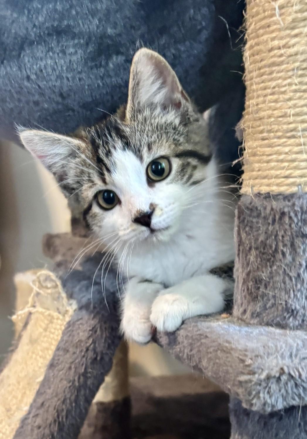 Effie, a ADOPTABLE Domestic Short Hair in Dover, DE image 3/5