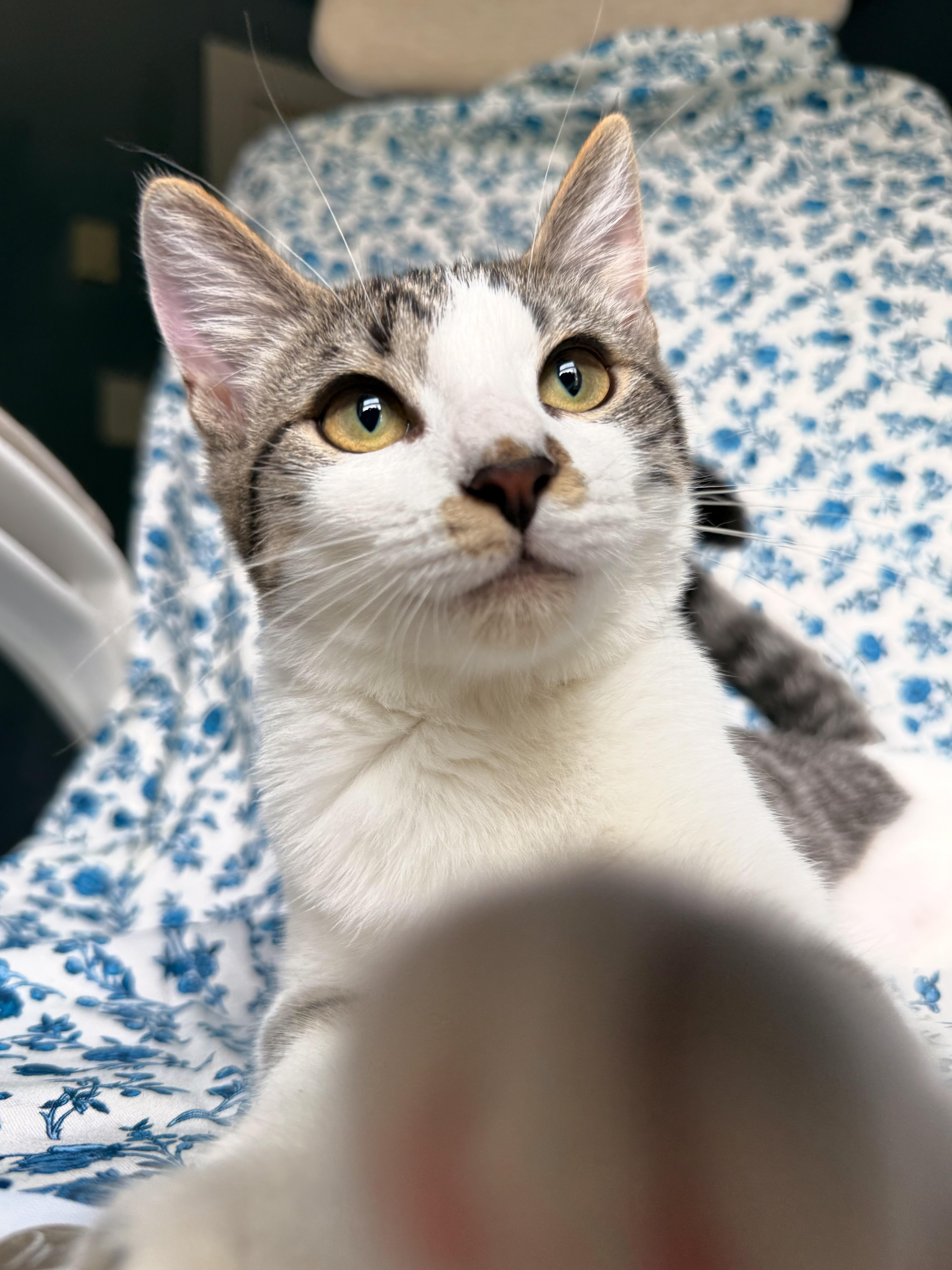 Effie, an adoptable Domestic Short Hair in Dover, DE image 1/4