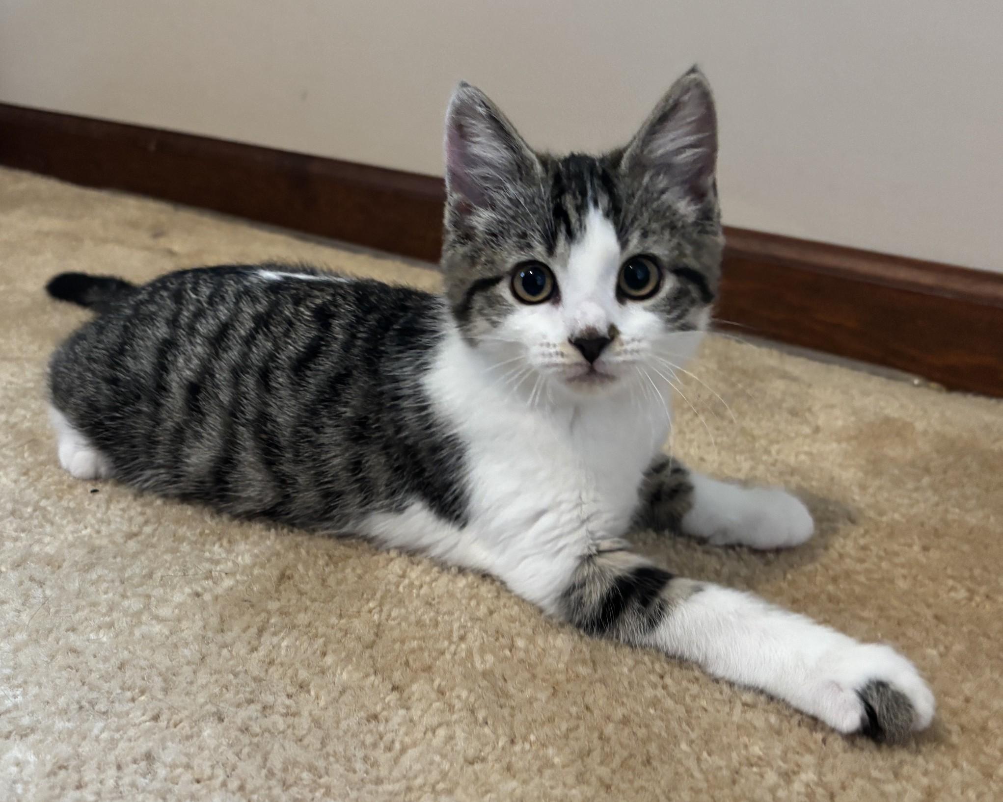Effie, ADOPTABLE, Kitten Female Domestic Short Hair.