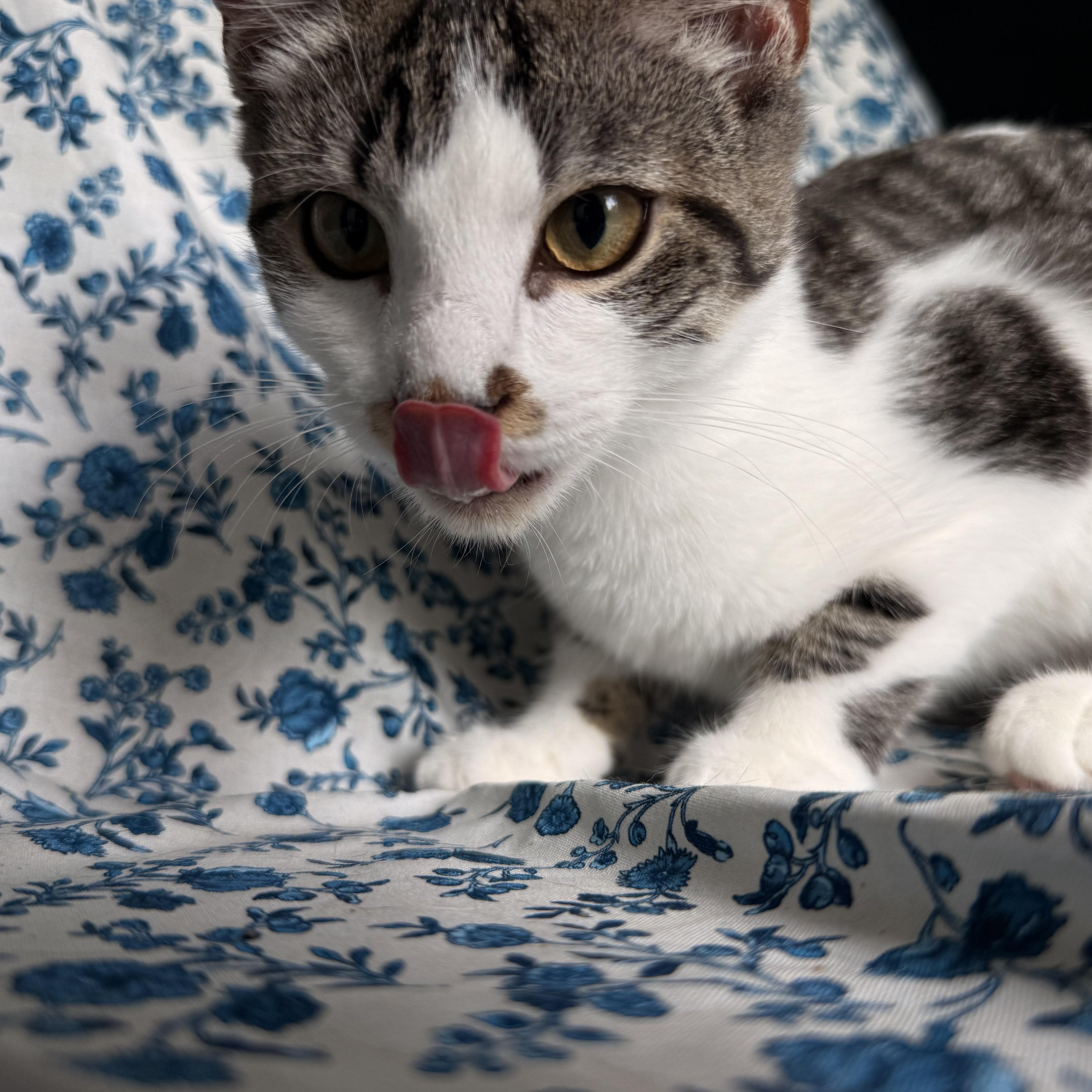Effie, an adoptable Domestic Short Hair in Dover, DE image 4/4