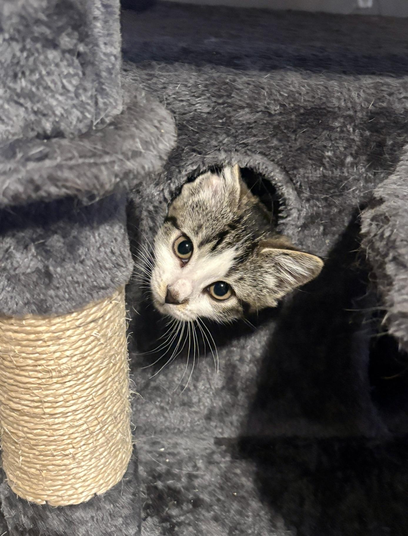 Effie, a ADOPTABLE Domestic Short Hair in Dover, DE image 4/5