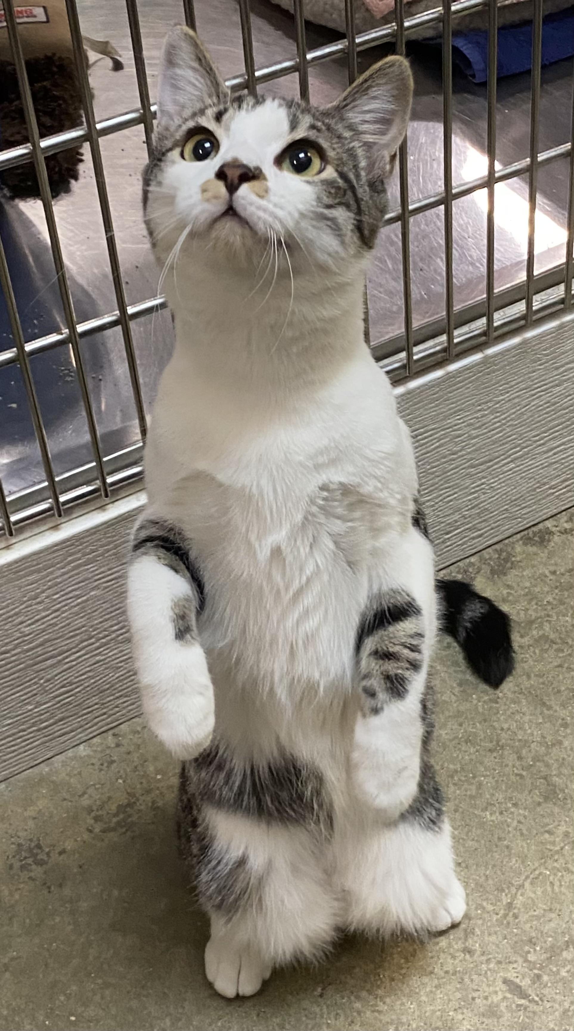 Enlarge Effie, an adoptable Domestic Short Hair in Dover, DE image 2/5
