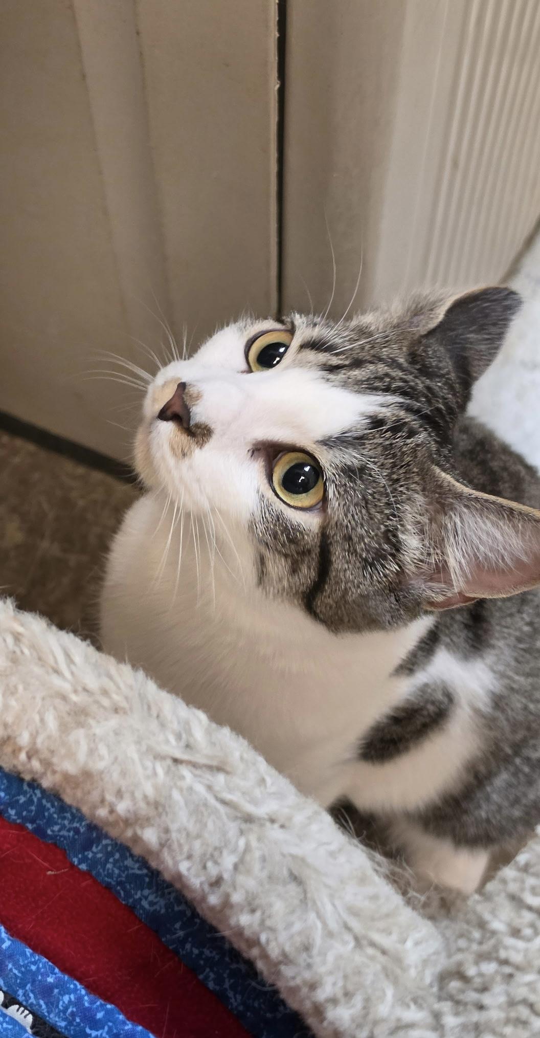 Enlarge Effie, an adoptable Domestic Short Hair in Dover, DE image 4/5