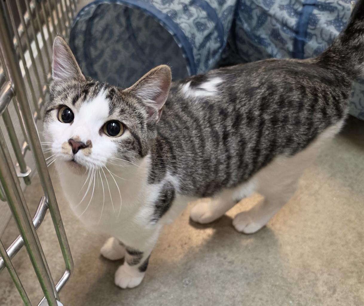 Enlarge Effie, an adoptable Domestic Short Hair in Dover, DE image 3/5