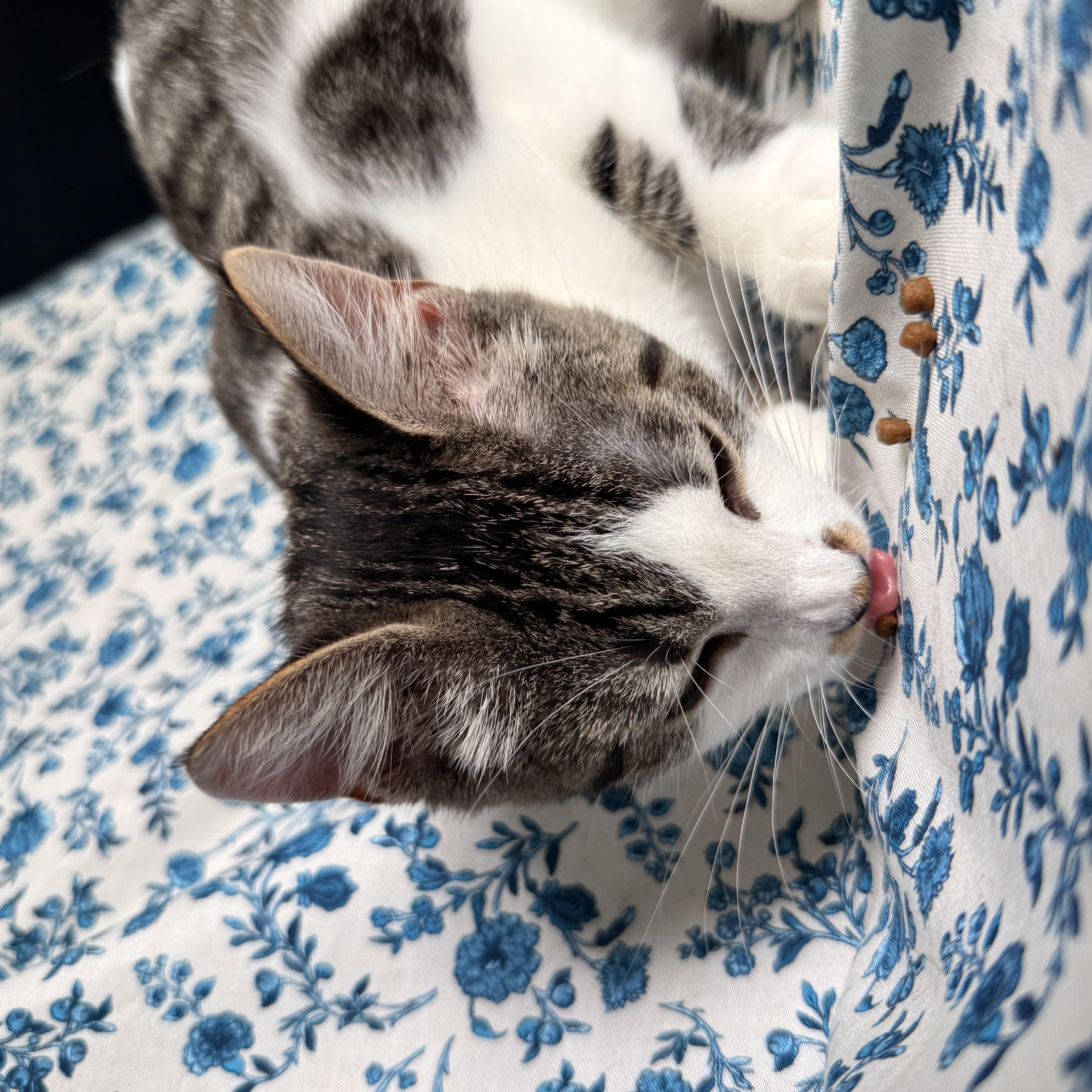 Effie, an adoptable Domestic Short Hair in Dover, DE image 3/4