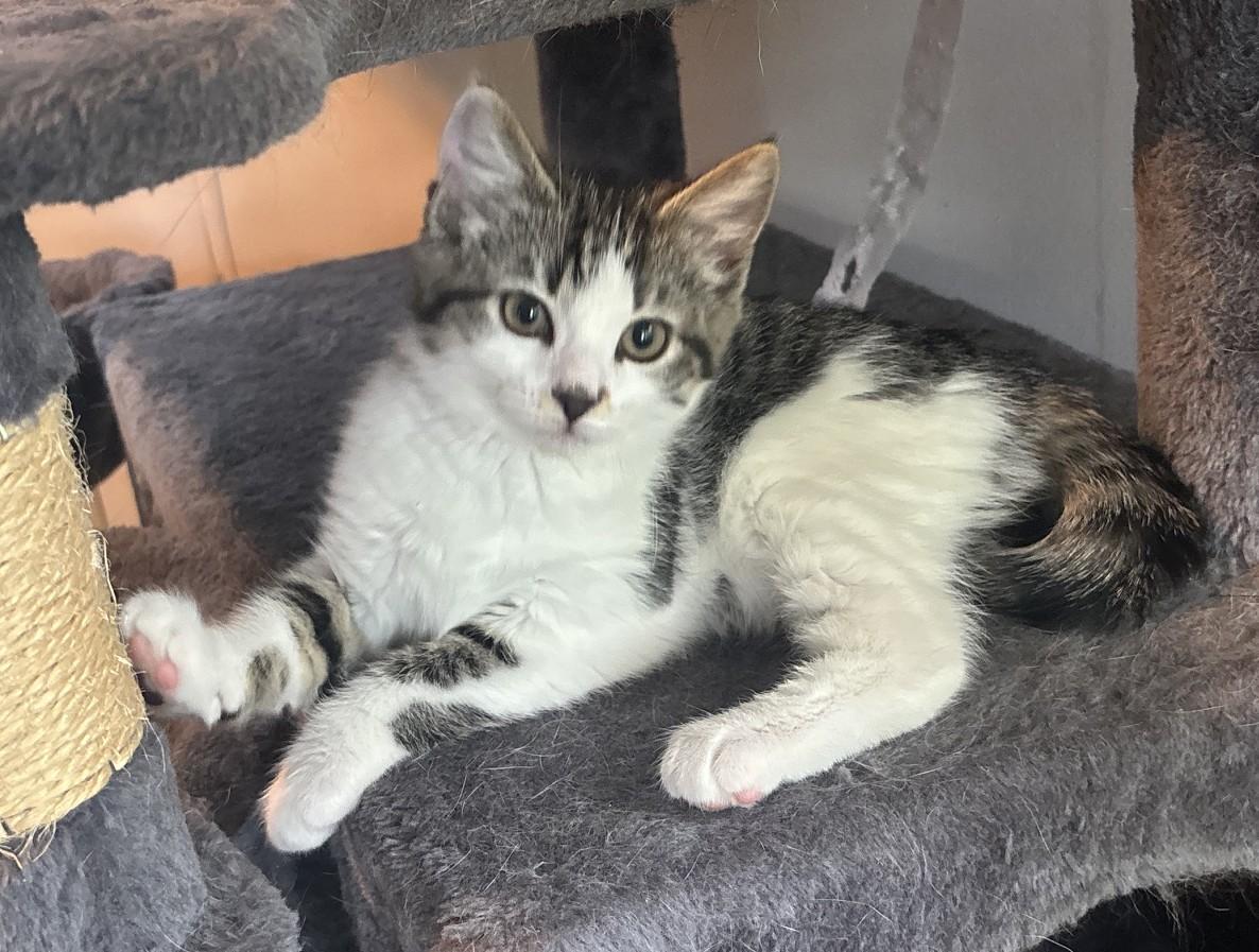 Effie, a ADOPTABLE Domestic Short Hair in Dover, DE image 2/5