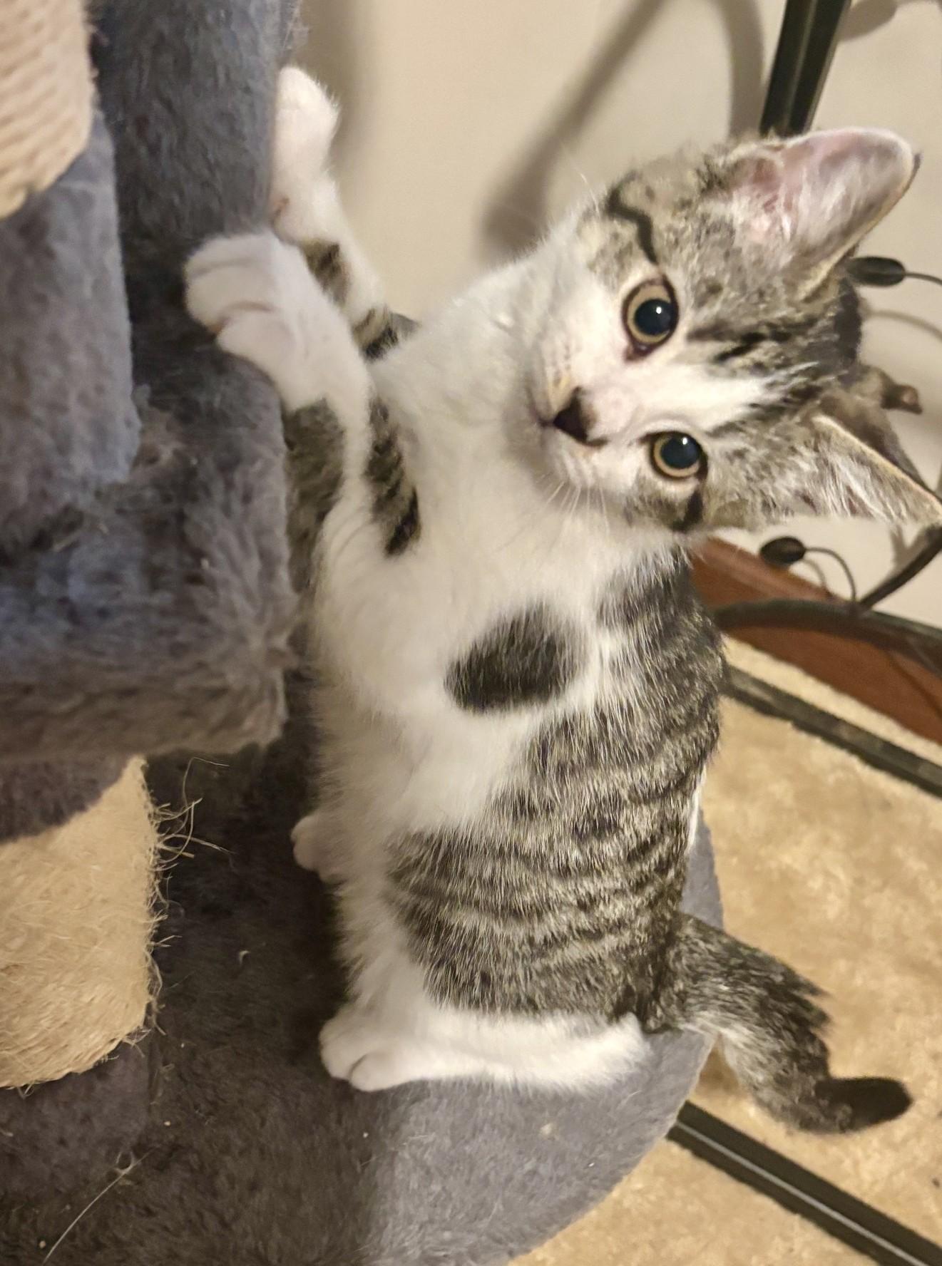 Effie, a ADOPTABLE Domestic Short Hair in Dover, DE image 5/5