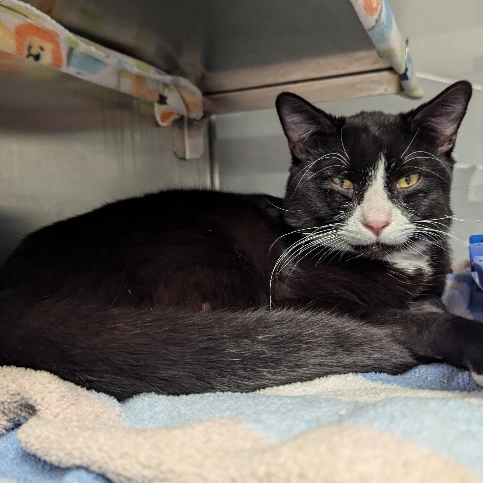 Cat for adoption Karate Kid, a Domestic Short Hair in Midland, MI