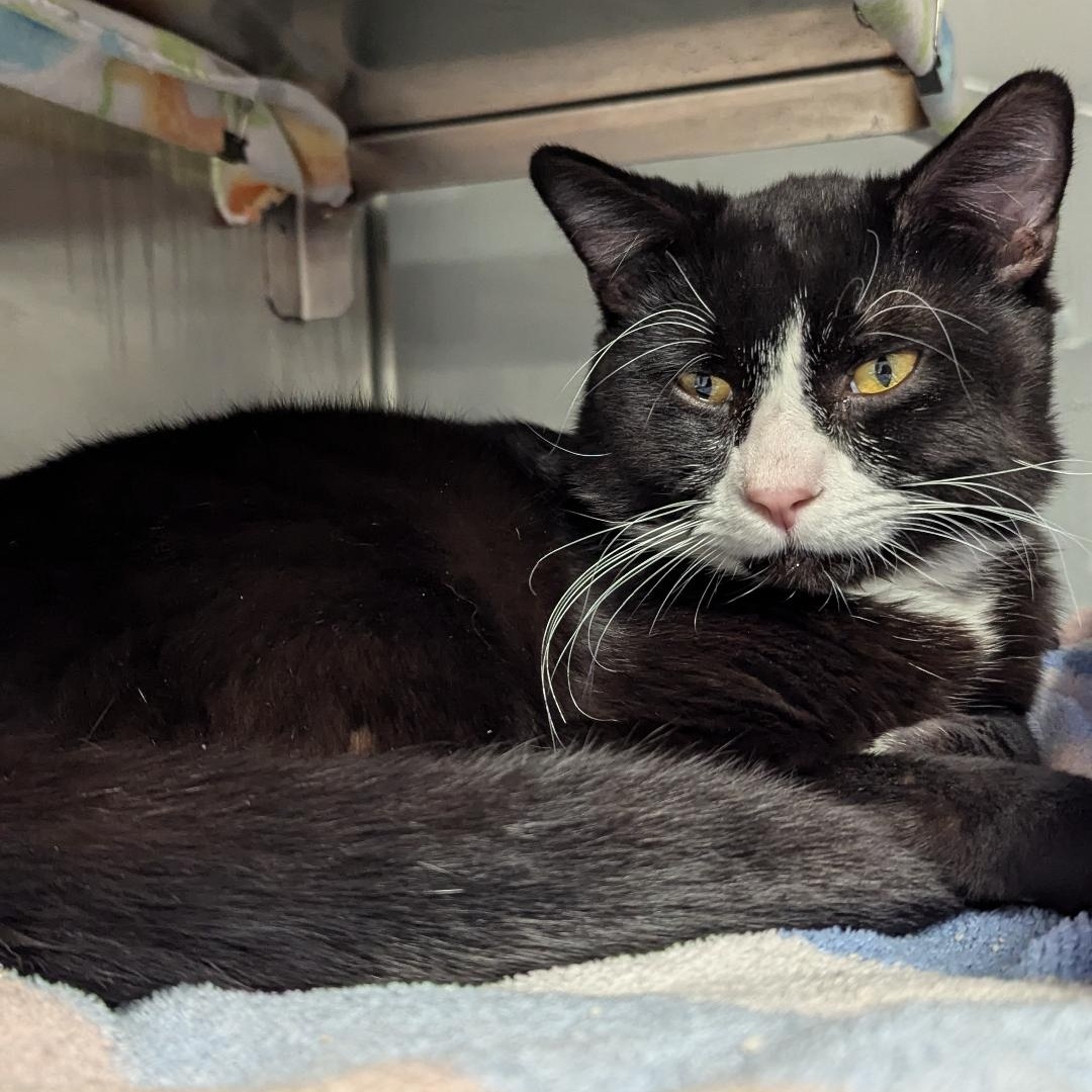 Cat for adoption Karate Kid, a Domestic Short Hair in Midland, MI