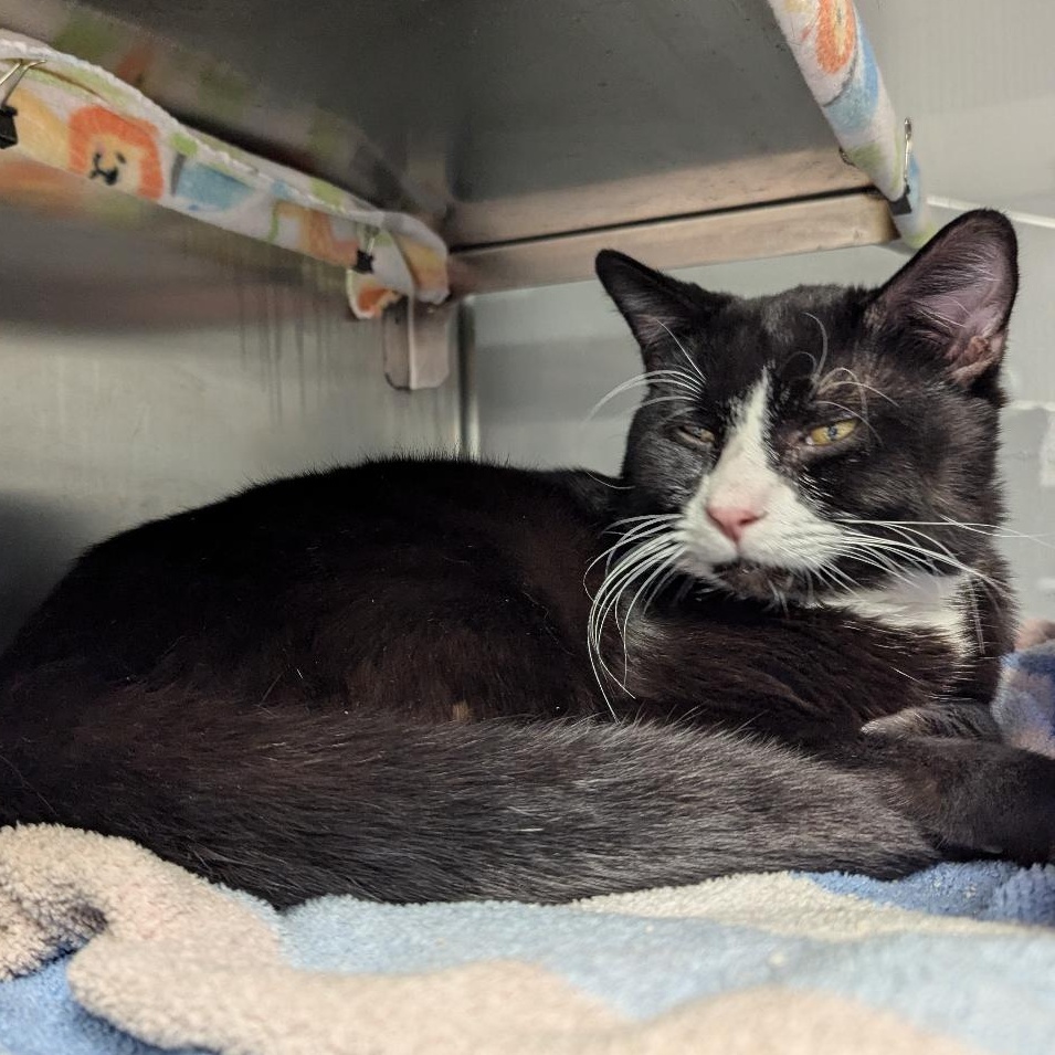 Cat for adoption Karate Kid, a Domestic Short Hair in Midland, MI