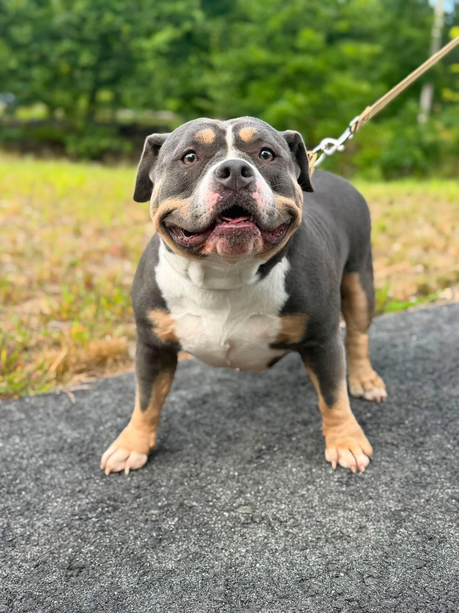 Trisha, adopted, Adult Female American Bully.
