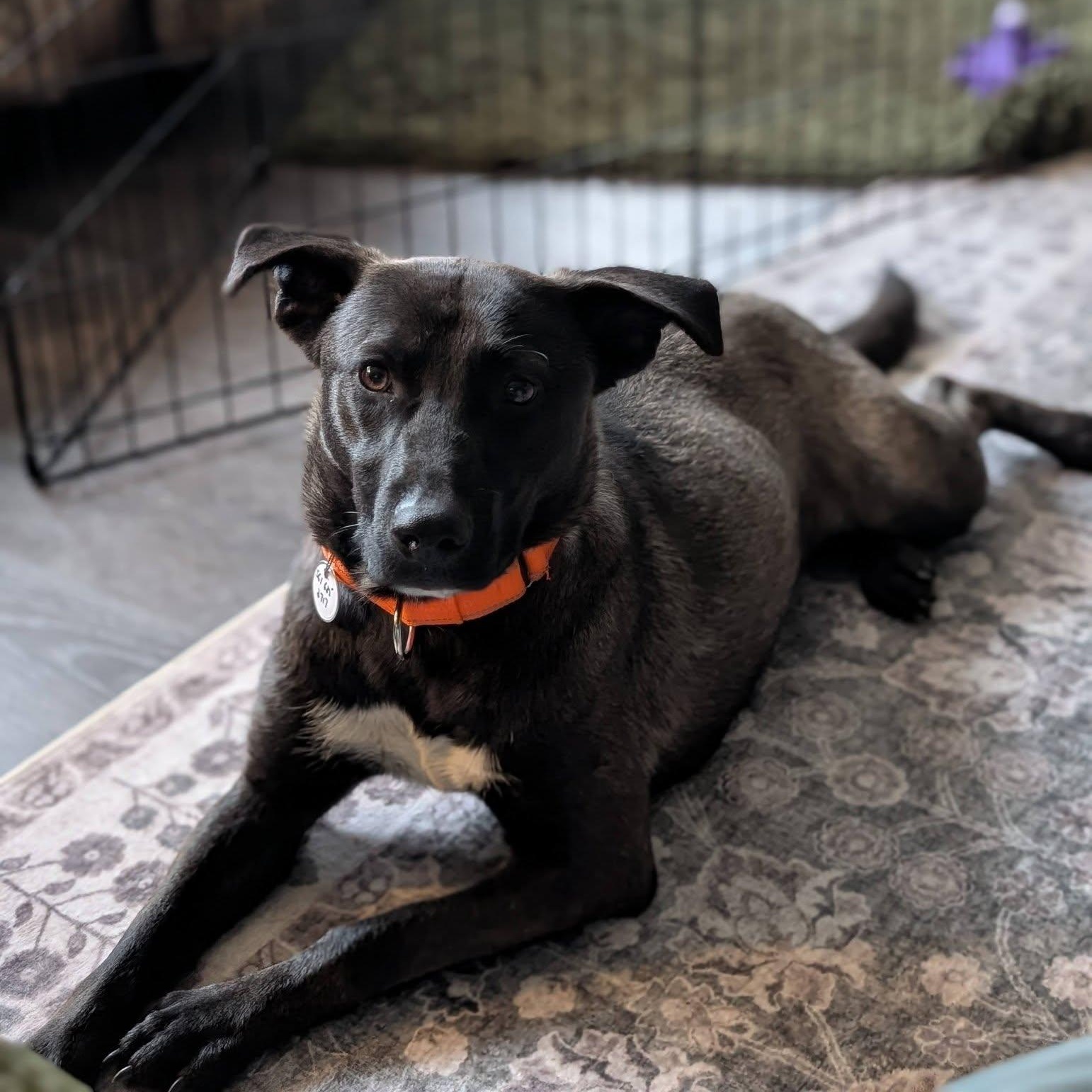Petunia, a ADOPTABLE mixed breed in Woodstock, ON image 4/5