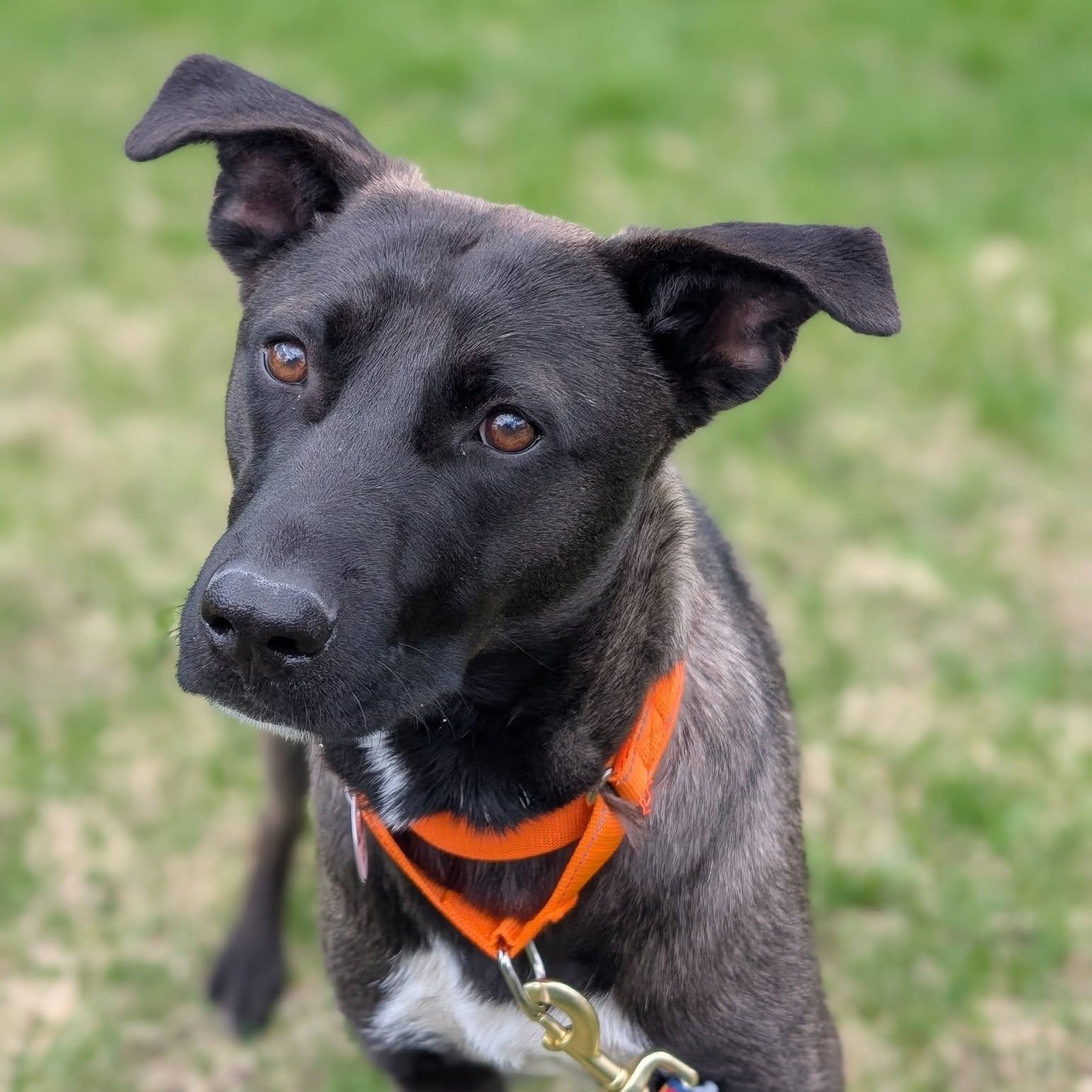 Petunia, a ADOPTABLE mixed breed in Woodstock, ON image 2/5