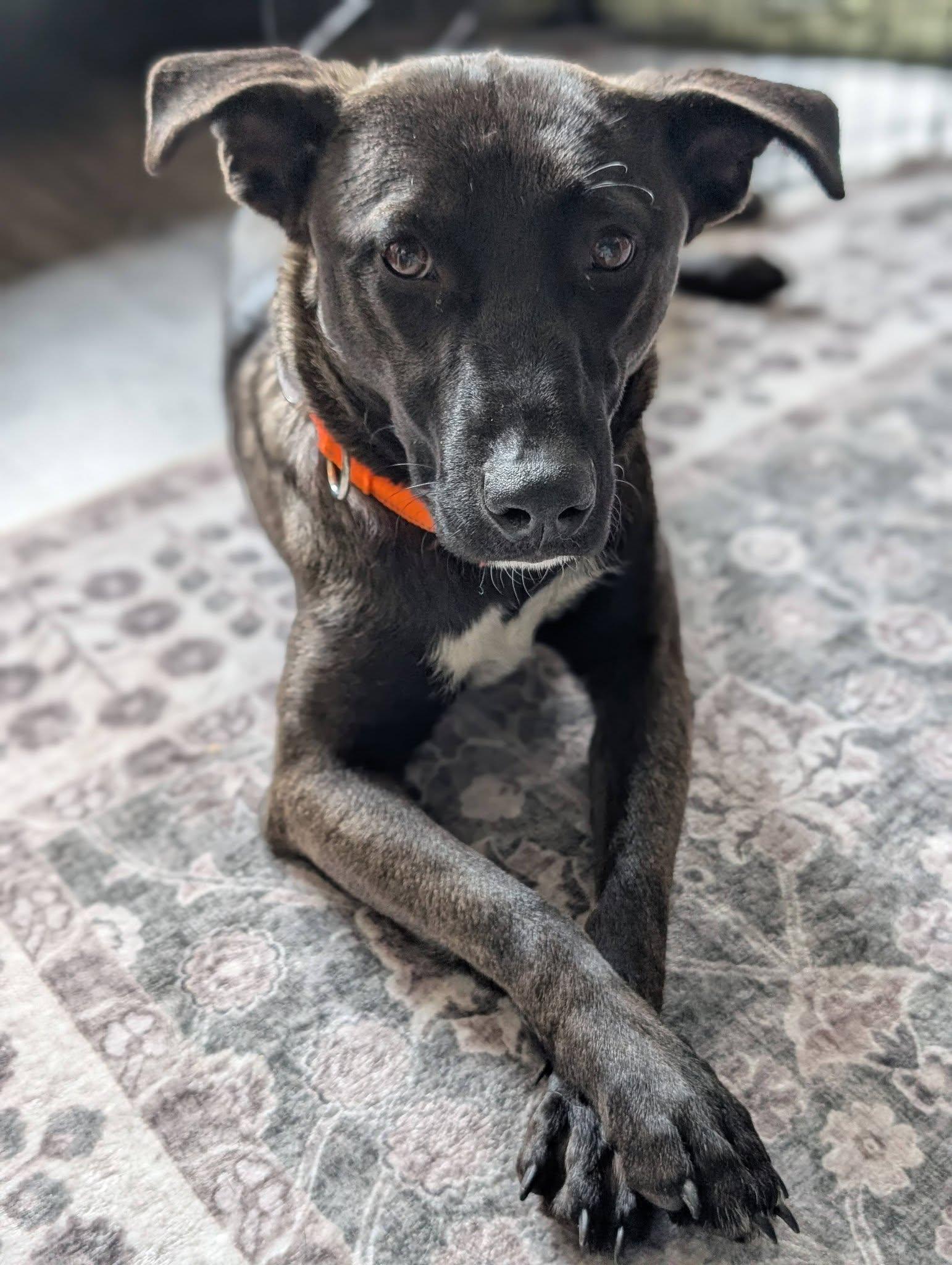 Petunia, a ADOPTABLE mixed breed in Woodstock, ON image 1/5