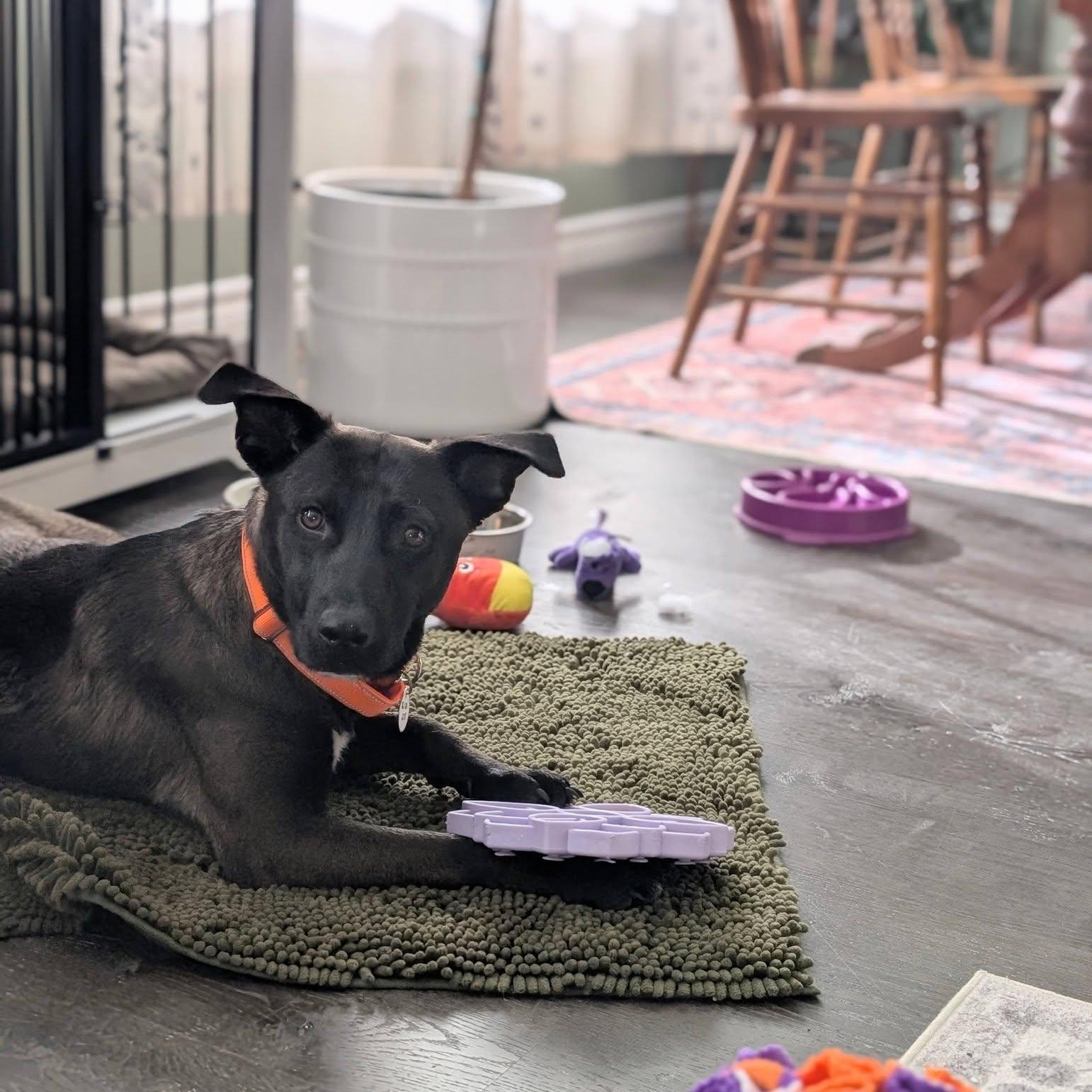 Petunia, a ADOPTABLE mixed breed in Woodstock, ON image 3/5
