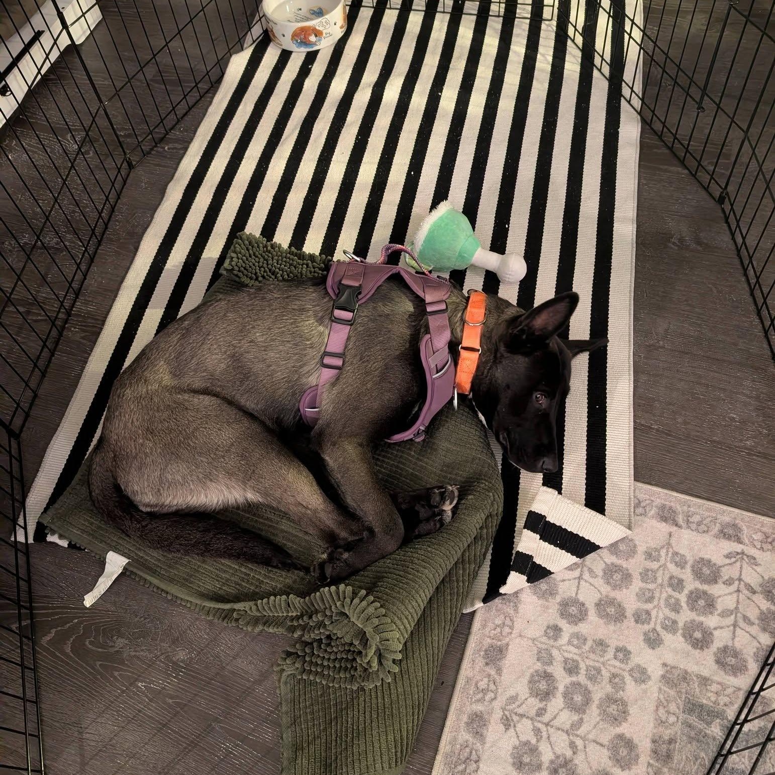 Petunia, a ADOPTABLE mixed breed in Woodstock, ON image 5/5