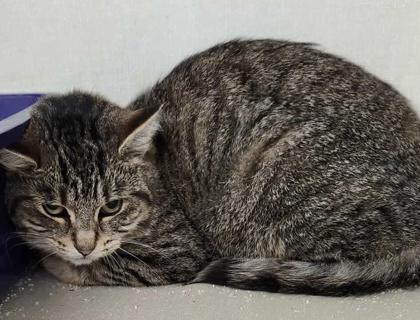 Enlarge Zelda, a Adoptable mixed breed in Erin, ON image 1/2