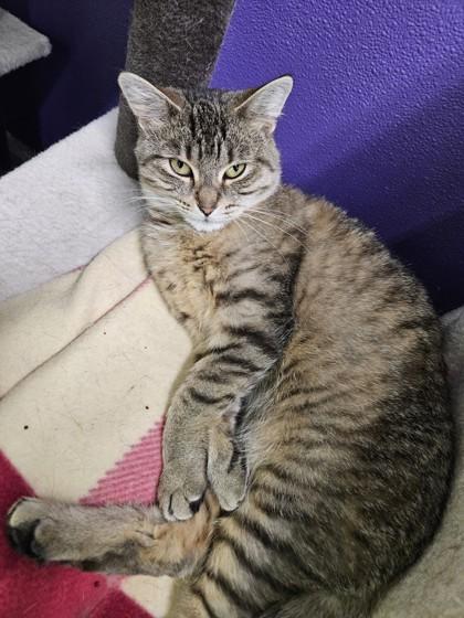 Zelda, Adoptable, Young Female Domestic Short Hair & Domestic Short Hair.