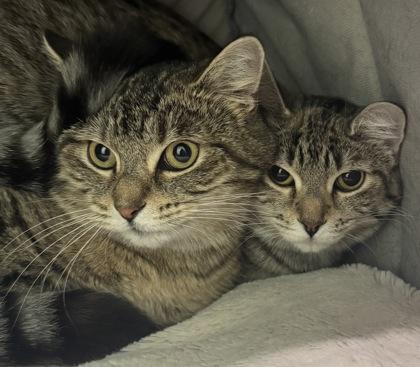 Zelda, Adoptable, Young Female Domestic Short Hair & Domestic Short Hair.