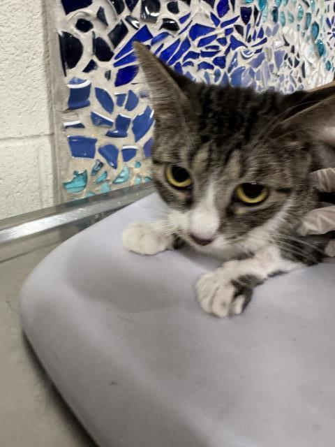 TINKER, Adoptable, Adult Female Domestic Short Hair.