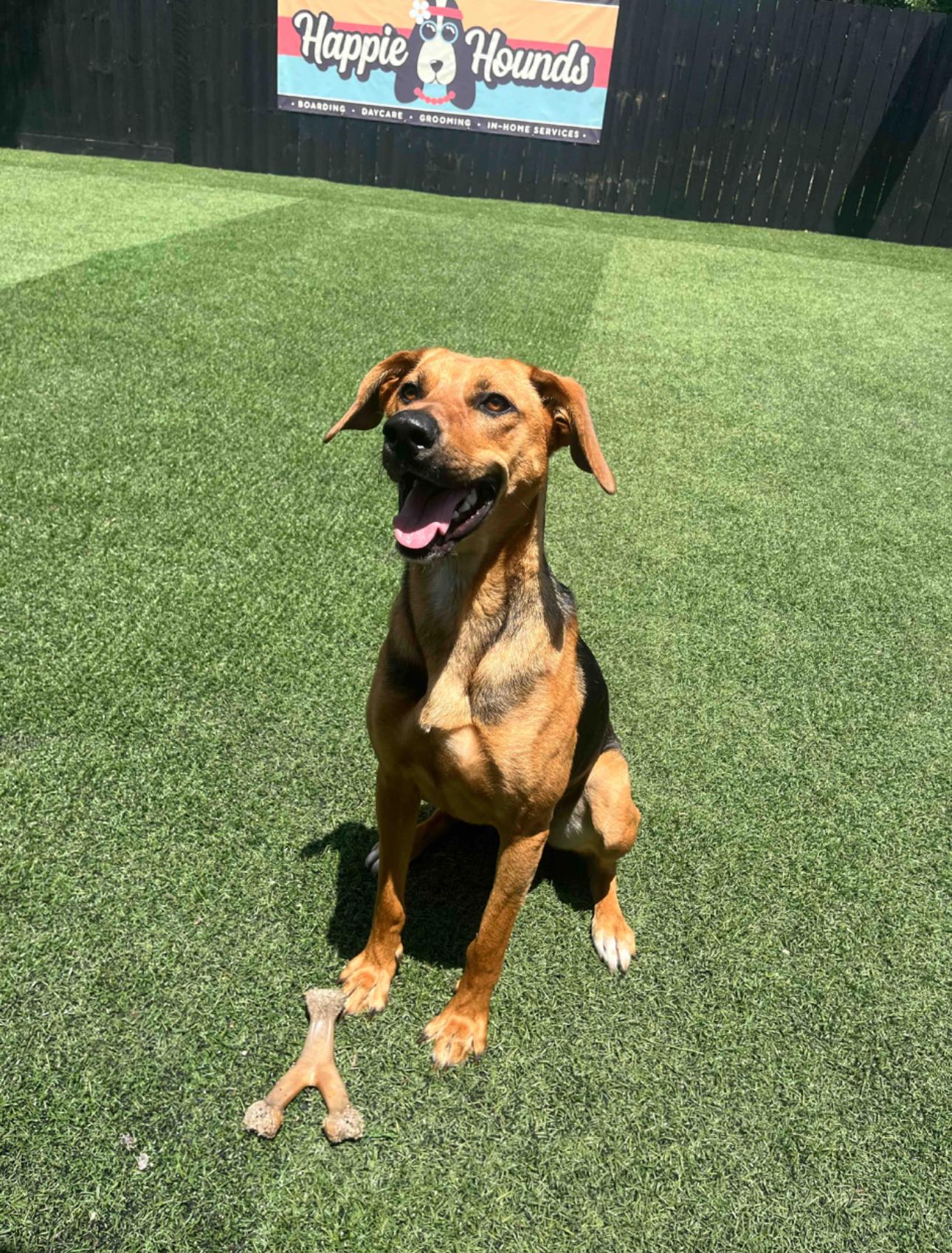 Lulu, Adoptable, Young Female Hound & Rhodesian Ridgeback.