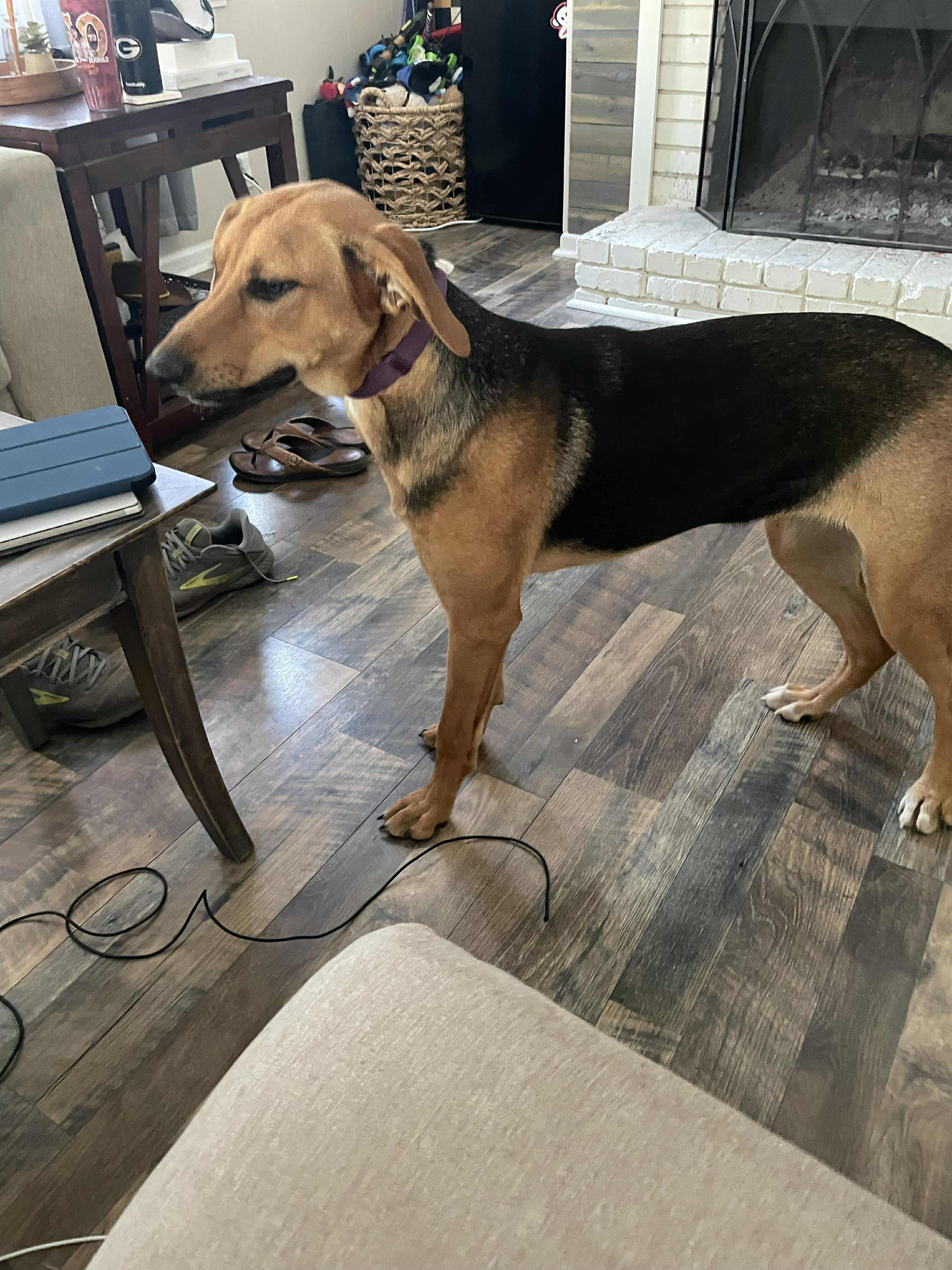 Lulu, a Adoptable mixed breed in Mount Juliet, TN image 3/5