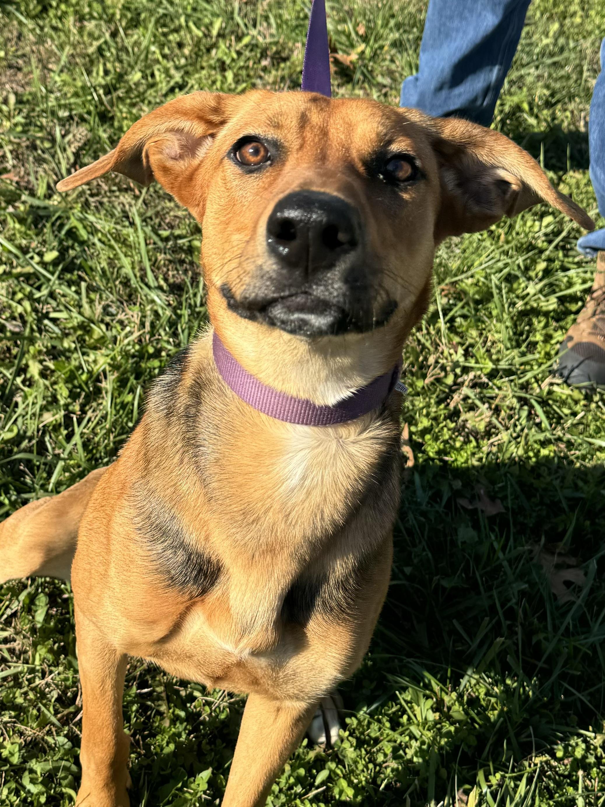 Lulu, a Adoptable mixed breed in Mount Juliet, TN image 4/5