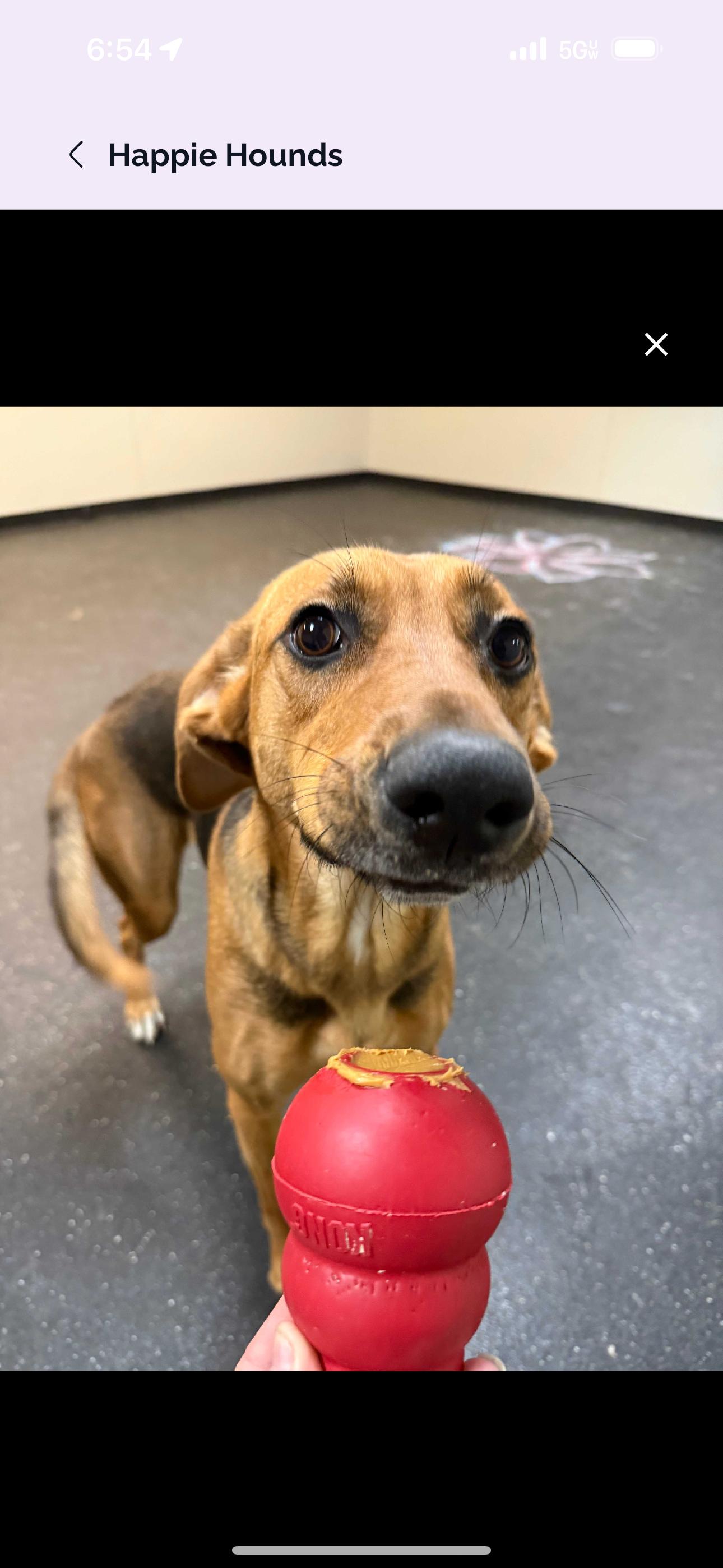 Lulu, a Adoptable mixed breed in Mount Juliet, TN image 2/5